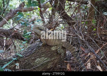 Dragon barbu de l'est (Pogona barbata), dragon barbu commun ou lézard barbu dans la brousse dans le queensland, australie Banque D'Images