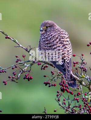 Kestrel perché dans l'aubépine Banque D'Images