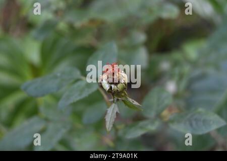 Vue à grand angle d'une fleur rose fanée sans les pétales. Les pistils et étamines restants pourrissent sur la plante Banque D'Images