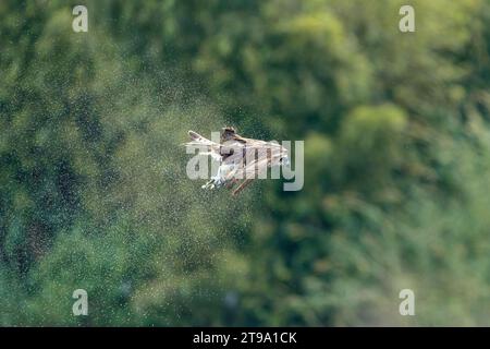 Osprey secouant l'excès d'eau de leurs plumes en plein air Banque D'Images