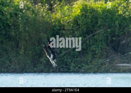 Osprey plongée dans l'eau après les poissons Banque D'Images