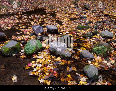 Une couverture de feuilles d'automne couvre la surface d'un petit ruisseau et se rassemble autour de rochers, Matthiessen State Park, comté de LaSalle, Illinois Banque D'Images