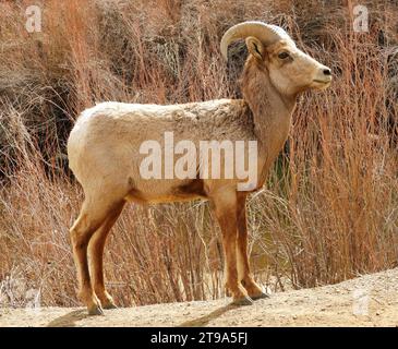 bélier de mouton de montagne rocheuse debout le long de la rivière platte sud dans le canyon de waterton, littleton, colorado Banque D'Images