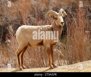 bélier de mouton de montagne rocheuse debout le long de la rivière platte sud dans le canyon de waterton, littleton, colorado Banque D'Images