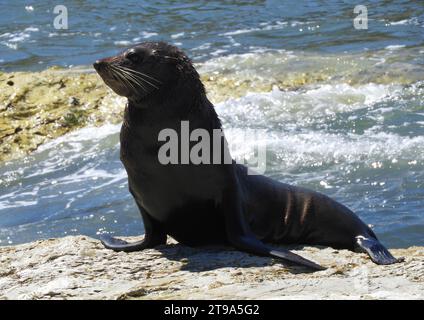 phoque à fourrure de nouvelle-zélande bronzer sur les rochers calcaires le long de la pittoresque promenade de la péninsule de kaikoura à kaikoura, sur l'île du sud de la nouvelle-zélande Banque D'Images