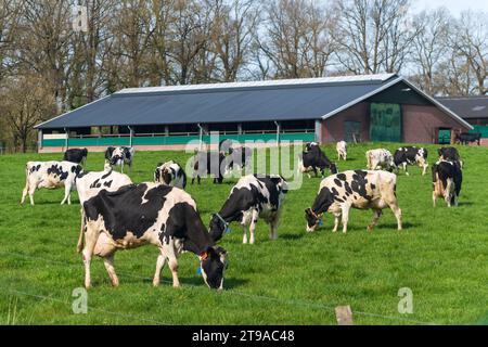 LATTROP, PAYS-BAS - 12 AVRIL 2022 : groupe de vaches frisonnes noires broutant dans un pré Banque D'Images