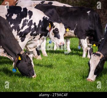 LATTROP, PAYS-BAS - 12 AVRIL 2022 : groupe de vaches frisonnes noires broutant dans un pré Banque D'Images