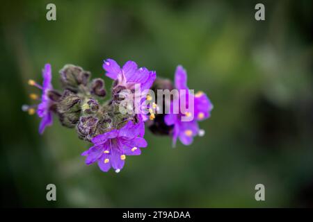 Embarquez pour un voyage visuel de macrophotographie, capturant le monde vibrant des fleurs et de leurs pollinisateurs. Des abeilles domestiques aux bourdons, explorez t Banque D'Images