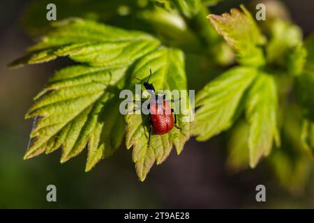 Charançon roulé à feuilles de noisetier rouge assis sur une feuille verte luxuriante. Apoderus coryli Banque D'Images