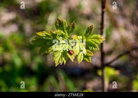 Charançon roulé à feuilles de noisetier rouge assis sur une feuille verte luxuriante. Apoderus coryli Banque D'Images