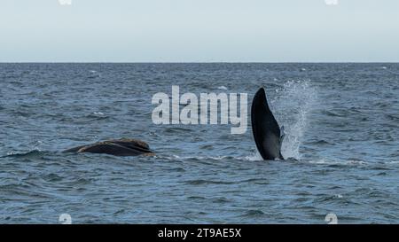 Baleine noire australe (Eubalaena australis), Playa Banuls, péninsule Valdes, province de Chubut, Argentine Banque D'Images