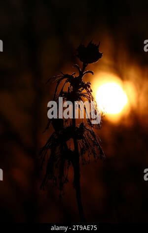 Inflorescences d'érable de Boxelder gros plan sur fond d'un coucher de soleil rouge, Acer negundo Banque D'Images