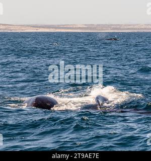 Baleine noire (Eubalaena australis), mère et veau, Puerto Piramides, Valdes, province de Chubut, Argentine Banque D'Images