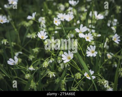 Fleurs sauvages blanches plus grandes pitchwort sur une prairie de champ, jardin de printemps, mise au point sélective Banque D'Images