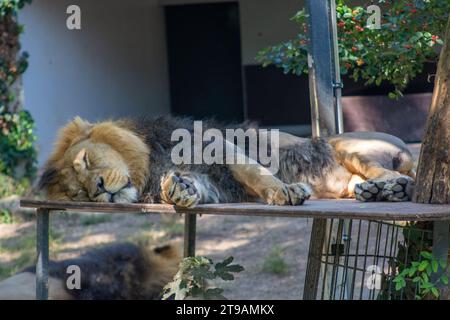Le Lion dort paisiblement sur la plate-forme en bois de sa dans le zoo de Wilhelma, Stuttgart, Allemagne du Sud Banque D'Images