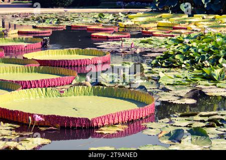 Tapis géant de nénuphars de Victoria Amazonica dans l'étang de Wilhelma, un zoo historique et jardin botanique à Stuttgart, en Allemagne Banque D'Images