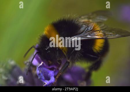 Gros plan de fleurs de lavande pollinisatrices d'abeilles Banque D'Images