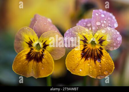 Violas, Viola Dentini, Pansy, gros plan de deux fleurs roses et jaunes couvertes de gouttes de pluie Banque D'Images