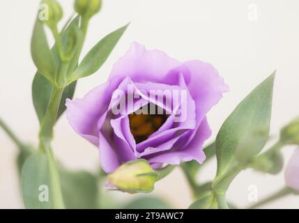 Fleur de Lisianthus Eustoma grandiflorium, fleur de Prarie, bourgeons & feuilles, image studio Banque D'Images