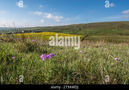 Primula farinosa, qui pousse debout dans un petit amas sur une fellside tapissée de beaucoup d'autres, contre un backgrou de prairie en buttercup Banque D'Images
