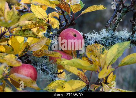 Les pommes rouges et les feuilles d'automne sont une toile de fond pour la croissance du lichen le long des branches d'arbres, parc national de Cairngorms, octobre, Banque D'Images