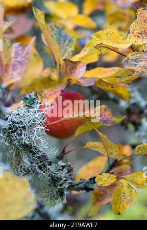 Les pommes rouges et les feuilles d'automne sont une toile de fond pour la croissance du lichen le long des branches d'arbres, parc national de Cairngorms, octobre, Banque D'Images