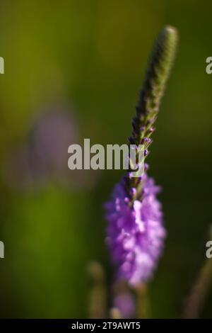 terres de conservation et habitat animal. Banque D'Images