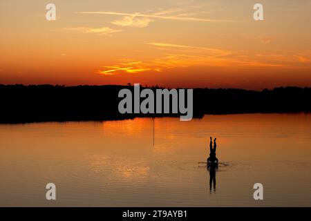 Silhouette d'un homme faisant un support de tête sur un stand up paddleboard dans la lumière du coucher du soleil avec des arbres se reflétant dans l'eau. Banque D'Images