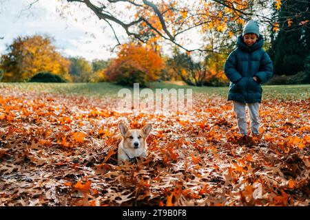 Un garçon joue avec un chien corgi à l'automne sur une allée dans le parc Banque D'Images