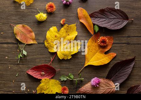 lay plat d'automne coloré avec des feuilles et des mamans Banque D'Images