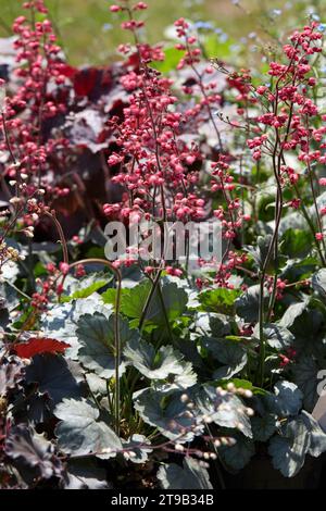 Cloches de corail, plantes et fleurs Heuchera hybrida au printemps, lumière du soleil Banque D'Images