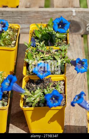 Plantes et fleurs bleues de gentiane dans des vases jaunes au printemps, lumière du soleil Banque D'Images