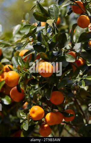 Citrus madurensis ou citrus mitis plante avec des fruits au printemps, lumière du soleil Banque D'Images