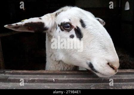 Portrait de mouton. Un mouton regarde par-dessus une clôture en bois. La race de ce mouton est Landrace de Bentheim Banque D'Images
