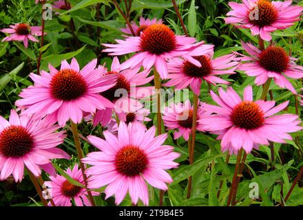 Belles plantes de conefleur violet. Autres noms de cette plante : Echinacea purpurea, coneflower pourpre oriental, coneflower hérisson ou échinacée Banque D'Images