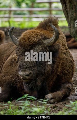 Le bison européen des bois dans une forêt Banque D'Images