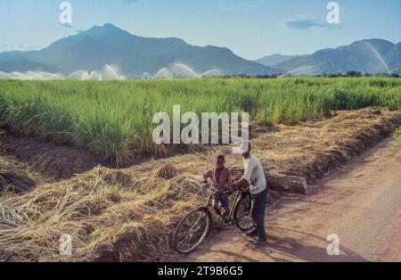 Tanzanie, Kilombero - père et fils passent devant une plantation de canne à sucre où l'irrigation a lieu. Banque D'Images