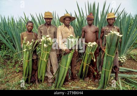 Tanzanie, Kisangata ; les hommes récoltent des feuilles dans une plantation de sisal. Banque D'Images