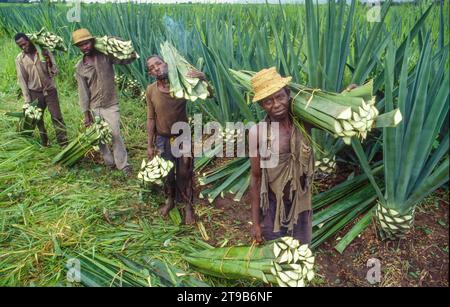 Tanzanie, Kisangata ; les hommes récoltent des feuilles dans une plantation de sisal. Banque D'Images