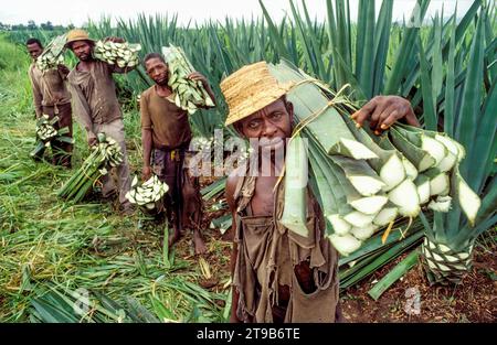 Tanzanie, Kisangata ; les hommes récoltent des feuilles dans une plantation de sisal. Banque D'Images