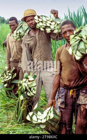 Tanzanie, Kisangata ; les hommes récoltent des feuilles dans une plantation de sisal. Banque D'Images