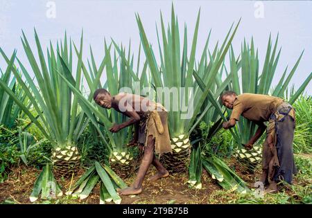 Tanzanie, Kisangata ; les hommes récoltent des feuilles dans une plantation de sisal. Banque D'Images