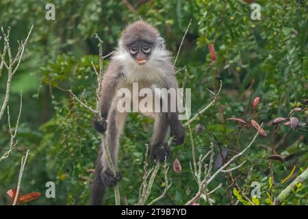 Un jeune singe à feuilles sombres ou langur spectacled (Trachypithecus obscurus) qui recherche sur un arbre en Malaisie. Banque D'Images