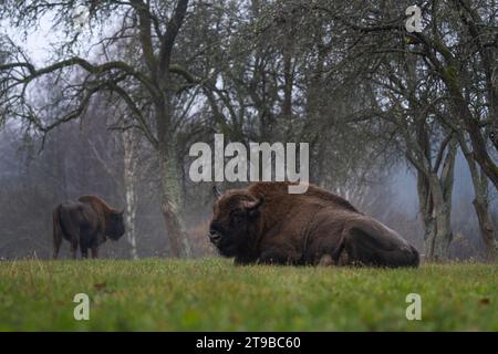 Groupe de bisons européens sous la pluie dans le parc national de Bialowieza. Le zubr sur le pré. Énorme taureau se repose entre les arbres en Pologne. Banque D'Images