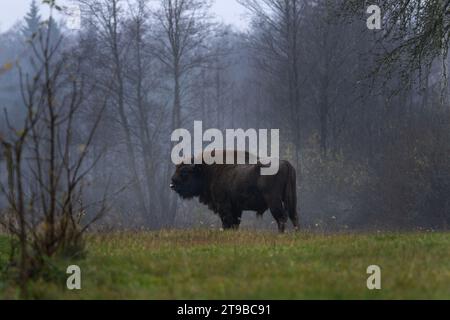 Groupe de bisons européens sous la pluie dans le parc national de Bialowieza. Le zubr sur le pré. Énorme taureau se repose entre les arbres en Pologne. Banque D'Images