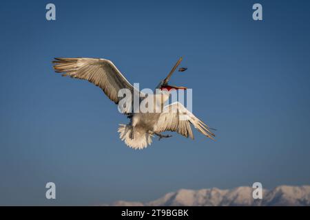 Les mouches Pelican déploient des ailes pour attraper des poissons Banque D'Images