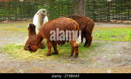 Groupe blanc et brun d'alpagas dans une ferme dans les montagnes. Camélidés Vicugna pacos. Animaux domestiques, production de laine. Banque D'Images