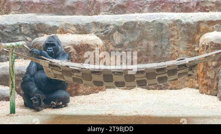 Gros gorille noir, primate singe, assis près du hamac. Maquette de bannière d'en-tête avec espace de copie. Banque D'Images