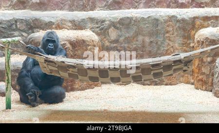 Gros gorille noir, primate singe, assis près du hamac. Maquette de bannière d'en-tête avec espace de copie. Banque D'Images