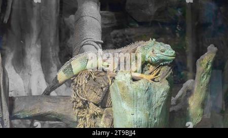 Gros plan sur l'iguane commun dans le terrarium, lézard herbivore reptile. Animal rare sud-américain. Banque D'Images